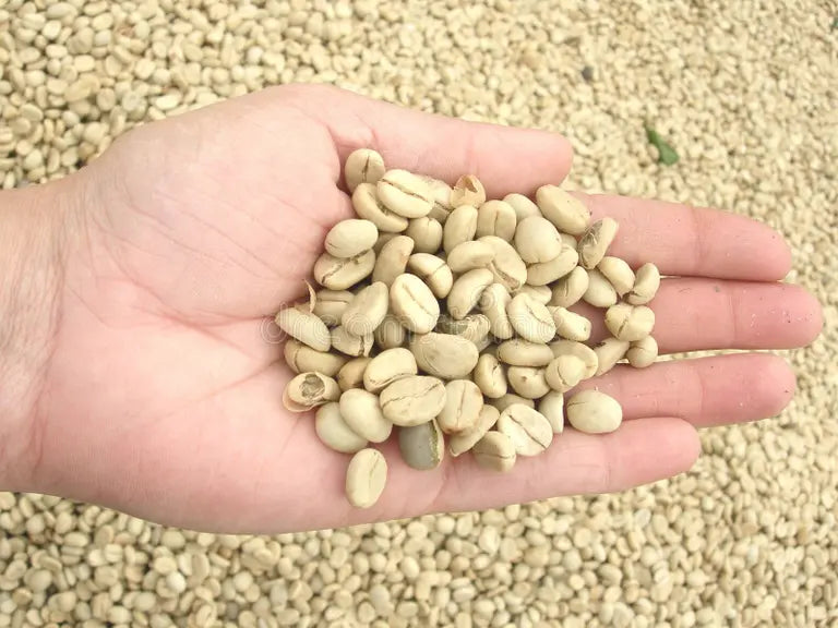 Kasa Coffee Illusion