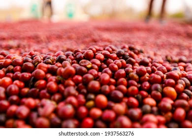 Kasa Coffee Illusion