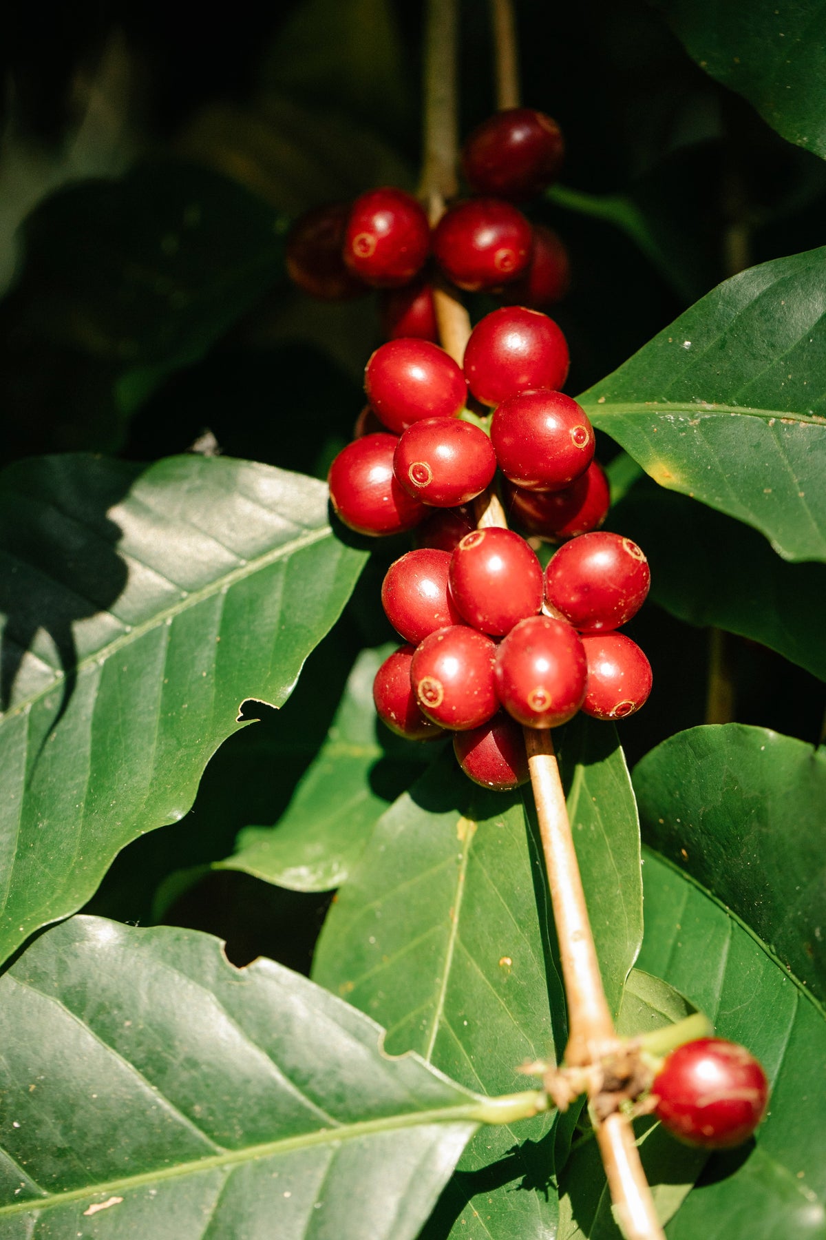 Kasa Coffee Imperial Blend
